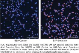 BSA-Stearate Saturated Fatty Acid Complex (1 mM)