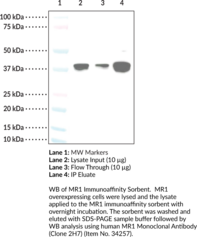 MR1 Immunoaffinity Sorbent (Class I Histocompatibility Antigen-like Protein, Major Histocompatibility Complex Class I-related Gene Protein, MHC Class I-related Gene Protein, ​MR1 Immunoaffinity Beads, MR1 Immunoaffinity Resins)