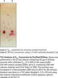SCDase (Shewanella alga, recombinant)