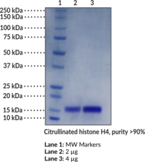 Citrullinated Histone H4 (human, recombinant; His-tagged)