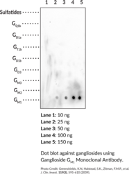 Ganglioside GM1 Monoclonal Antibody (Clone DG1) (GM1, Monosialoganglioside GM1)