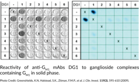 Ganglioside GM1 Monoclonal Antibody (Clone DG1)