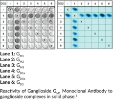 Ganglioside GM1 Monoclonal Antibody (Clone DG2)