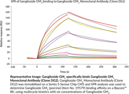 Ganglioside GM1 Monoclonal Antibody (Clone DG2)