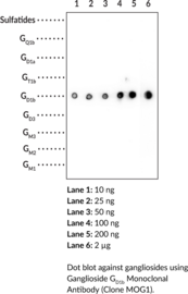Ganglioside GD1b Monoclonal Antibody (Clone MOG1)