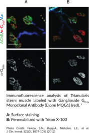 Ganglioside GD1b Monoclonal Antibody (Clone MOG1)