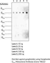 Ganglioside GD1a Monoclonal Antibody (Clone TBG3) (Disialoganglioside GD1a, Ganglioside B1, Ganglioside G3)