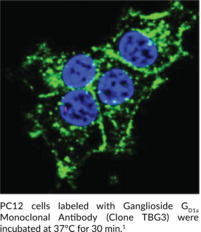 Ganglioside GD1a Monoclonal Antibody (Clone TBG3)