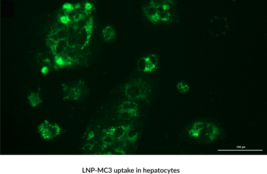 LipidLaunch™ LNP-MC3 Uptake Kit (Green Fluorescence)