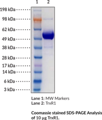 is collagen better than glutathione Glutathione reductase main image 1