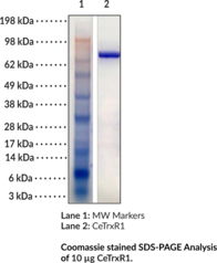 is met glutathione effective Nuwhite vs Met Tathione: A Comprehensive Review