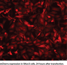 mCherry mRNA (Cap-1; 5mCTP; ψUTP)