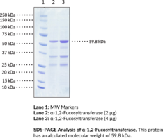 AcrB (E. coli K12) (Multidrug Efflux Pump Subunit AcrB) | Cayman