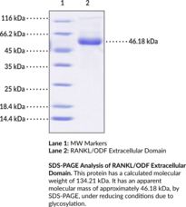 RANKL/ODF Extracellular Domain (human, recombinant) (OPGL, Osteoclast Differentiation Factor, Receptor Activator of NF-κB, Receptor Activator of Nuclear Factor-κB Ligand, TNF Ligand Superfamily Member 11, TNFSF11, TRANCE, Tumor Necrosis Factor Ligand Superfamily Member 11)