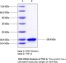TNF-β (human, recombinant) (LTA, LT-α, Lymphotoxin-α, TNFSF1, Tumor Necrosis Factor-β, Tumor Necrosis Factor Ligand Superfamily Member 1)