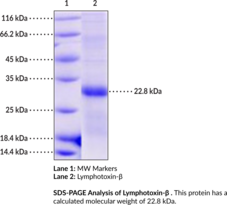 Lymphotoxin-β (cynomolgus monkey, recombinant) (LT-β, TNF-C, TNFSF3, Tumor Necrosis Factor C, Tumor Necrosis Factor Ligand Superfamily Member 3)