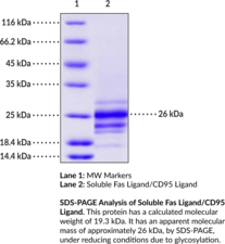 Soluble Fas Ligand/CD95 Ligand (human, recombinant; aa 134-281) (CD178, CD95L, FasL, FASLG, TNFL6, TNF Ligand Superfamily Member 6, TNFSF6, Tumor Necrosis Factor Ligand 6)