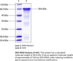 Hsf1 (human, recombinant) (Heat Shock Factor 1, Heat Shock Transcription Factor 1, HSTF1)
