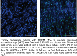 Histone H3 (Citrullinated R2 + R8 + R17) Recombinant Monoclonal Antibody