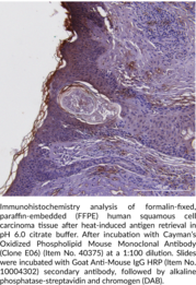 Oxidized Phospholipid Mouse Monoclonal Antibody (Clone E06)