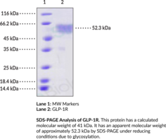 rare sugar mimics glp-1 hormones GLP-1 Genetics: How Genes Affect Appetite, Semaglutide, and Tirzepatide  Response