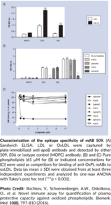Oxidized Phospholipid Monoclonal Antibody (Clone 509)