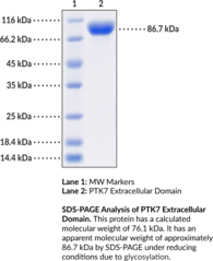 PTK7 Extracellular Domain (human, recombinant) (CCK-4, Colon Carcinoma Kinase 4, Inactive Tyrosine-protein Kinase 7, Protein-tyrosine Kinase 7, Pseudo Tyrosine Kinase Receptor 7, Tyrosine-protein Kinase-like 7)