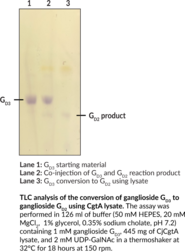 β-(1->4)-N-Acetylgalactosaminyltransferase (CgtA-II) (C. jejuni, recombinant) (β-1,4-N-Acetylgalactosaminyltransferase (CjCgtA-II), CgtA-II, CjCgtA-II, β1-4GalNAcT)