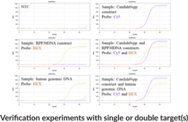 Candida genus qPCR Assay