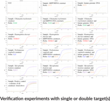 STI1 (Bio-Rad) Multiplexed qPCR Assay