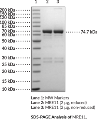 MRE11 (human, recombinant; aa 1-411) (Double-strand Break Repair MRE11, Meiotic Recombination 11)