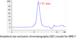 MRE11 (human, recombinant; aa 1-411)