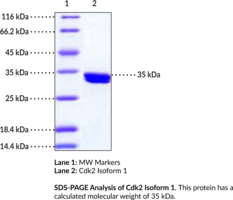 Cdk2 Isoform 1 (human, recombinant) (Cell Division Protein Kinase 2, Cyclin-dependent Kinase 2, p33 Protein Kinase)