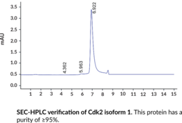 Cdk2 Isoform 1 (human, recombinant)