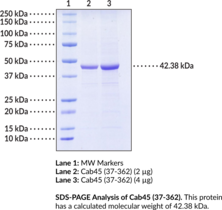 Cab45 (37-362) (human, recombinant) (45 kDa Calcium-binding protein, SDF-4, Stromal Cell-derived Factor 4)