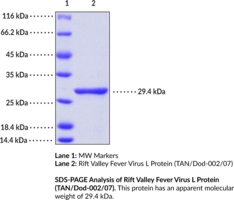 Rift Valley Fever Virus L Protein (TAN/Dod-002/07) (recombinant) (RVFV RNA-directed RNA Polymerase L)