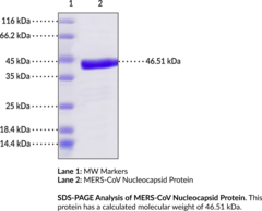 MERS-CoV Nucleocapsid Protein (recombinant) (MERS-CoV Nucleoprotein, MERS-CoV N Protein)