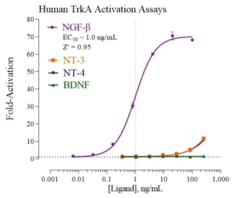 Human Tropomysin Receptor Kinase A Reporter Assay System