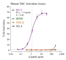 Human Tropomysin Receptor Kinase C Reporter Assay System (TrkC)