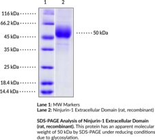 Ninjurin-1 Extracellular Domain (rat, recombinant) (Nerve Injury-induced Protein 1, NINJ1)