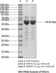 NR6A1 (human, recombinant) (GCNF, Germ Cell Nuclear Factor, Nuclear Receptor 61, Nuclear Receptor Subfamily 6 Group A Member 1, Retinoid Receptor-related Testis-associated Receptor, RTR)