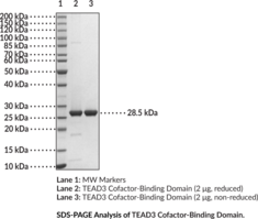 TEAD3 Cofactor-Binding Domain (human, recombinant) (DTEF-1, ETFR-1, Embryonic TEA Domain-containing Factor 1, TEF-5, TEA Domain-containing Factor 1, TEA Domain Family Member 3, TEA Domain Transcription Factor 3, Transcriptional Enhancer Factor 5)