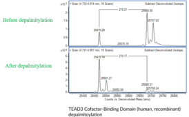 TEAD3 Cofactor-Binding Domain (human, recombinant)