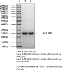 TEAD4 Cofactor-Binding Domain (human, recombinant) (EFTR-2, Embroyonic TEA Domain-containing Factor 2, RTEF-1, TEA Domain Transcription Factor 4, TEF-3, Transcriptional Enhancer Factor 3)