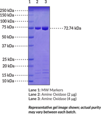 Amine Oxidase (Arthrobacterstrain FB24, recombinant)