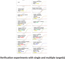 Bacterial Vaginosis Primary (QuantStudio) Multiplexed qPCR Assay