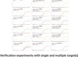 Candidiasis Primary (QuantStudio) Multiplexed qPCR Assay Bundle (Clavispora lusitaniae)