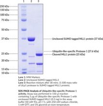 Ubiquitin-like-specific Protease 1 (S. cerevisiae, recombinant)