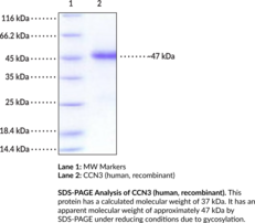 CCN3 (human, recombinant) (Cellular Communication Network Factor 3, IBP-9, IGFBP-9, IGFBP9, IGF-binding Protein 9, Insulin-like Growth Factor-binding Protein 9, NOV)
