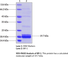 Bfl-1 (human, recombinant) (Bcl-2A1, Bcl-2-related Protein A1, Hemopoietic-specific Early Response Protein)